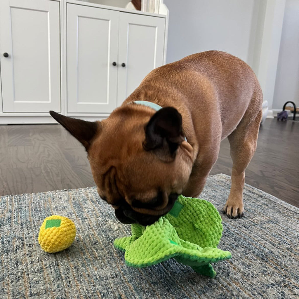 Pawsitively Fun: How Interactive Dog Toys Can Benefit Your Furry Frien ...