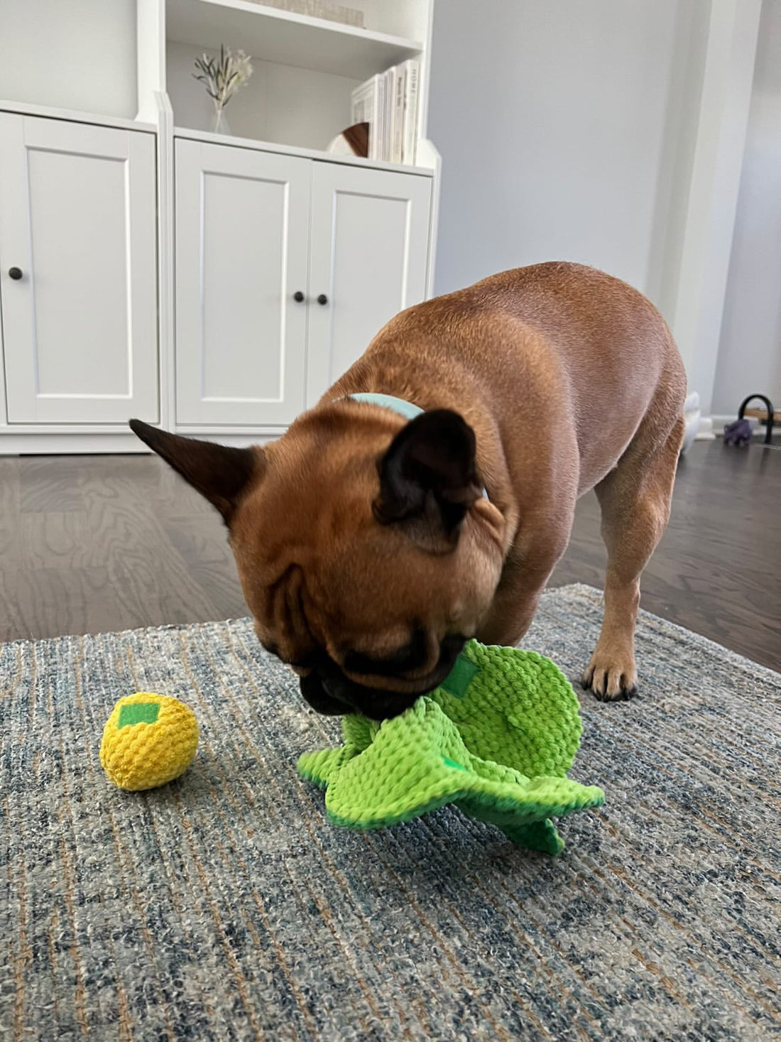 Pawsitively Fun: How Interactive Dog Toys Can Benefit Your Furry Friend's Mind and Body